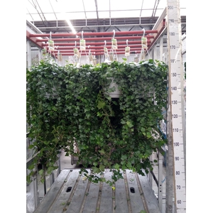 Hedera helix 'Wonder'