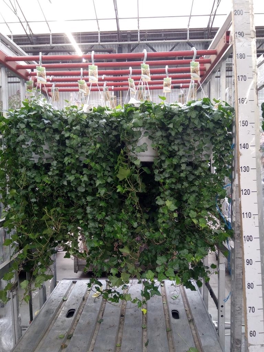 <h4>Hedera helix 'Wonder'</h4>