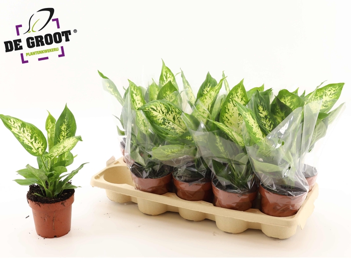 <h4>DIEFF COMPACTA</h4>