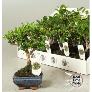 BONSAI GEM