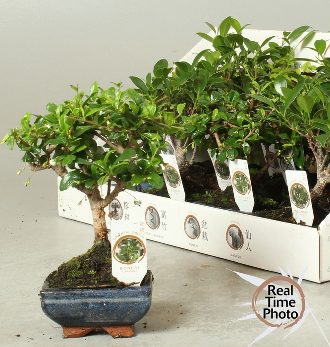 <h4>BONSAI GEM</h4>
