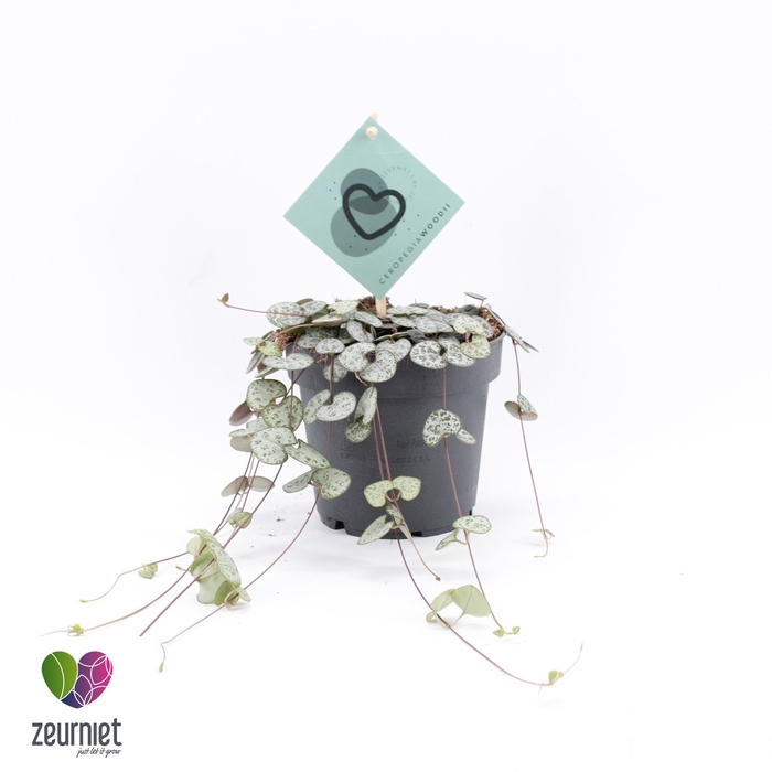 <h4>CEROPEGIA WOODII SUP</h4>