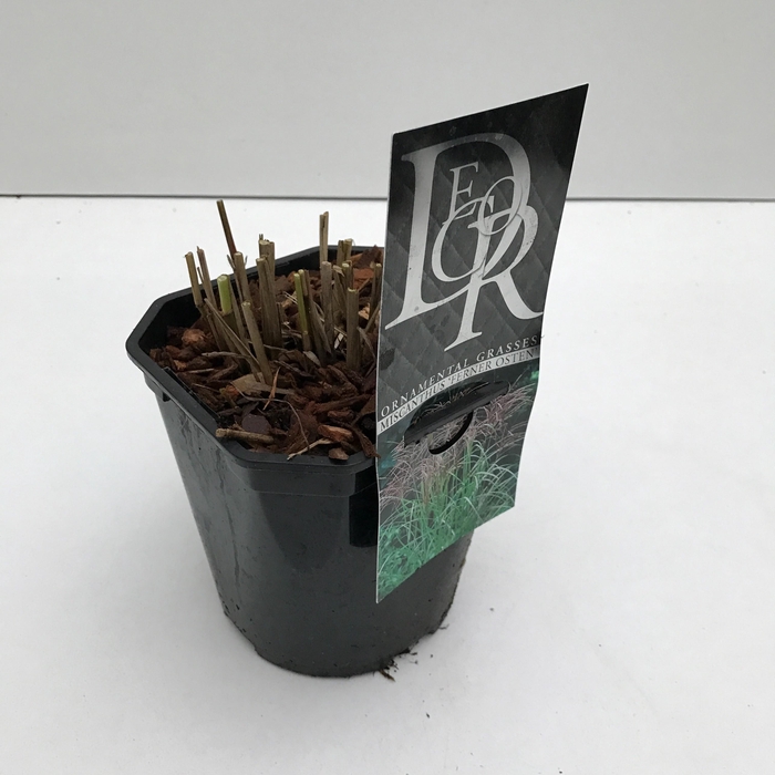 <h4>Graminées Miscanthus 'Ferner Osten'</h4>