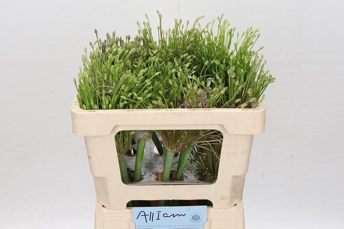 <h4>Allium Schubertii</h4>