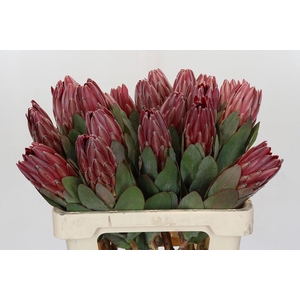 Protea Sharon