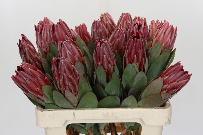 <h4>Protea Sharon</h4>