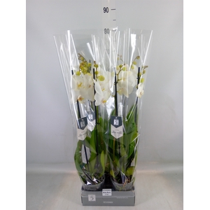 Phalaenopsis  'White World'
