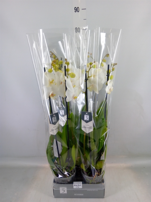 <h4>Phalaenopsis  'White World'</h4>