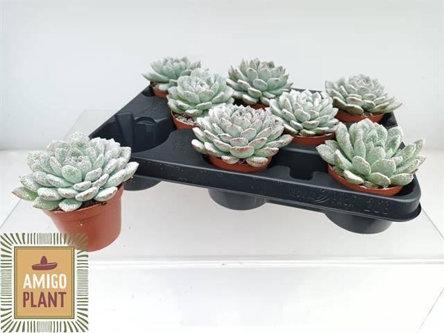 <h4>ECHEV GRANDE CINZA</h4>