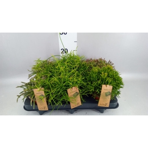 Rhipsalis   ...mix