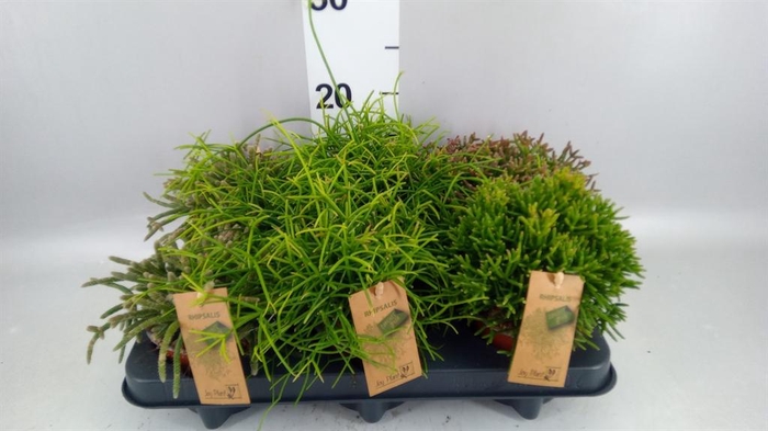 <h4>Rhipsalis   ...mix</h4>