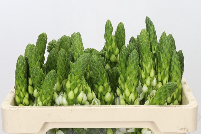 <h4>Ornithogalum thyrsoides Milky Way</h4>
