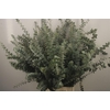 Euc Baby Blue Per Bunch Za Spray 200 Gram