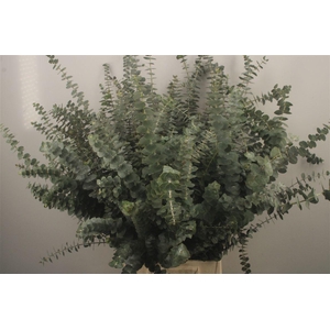 Euc Baby Blue Per Bunch Za 200 Gram