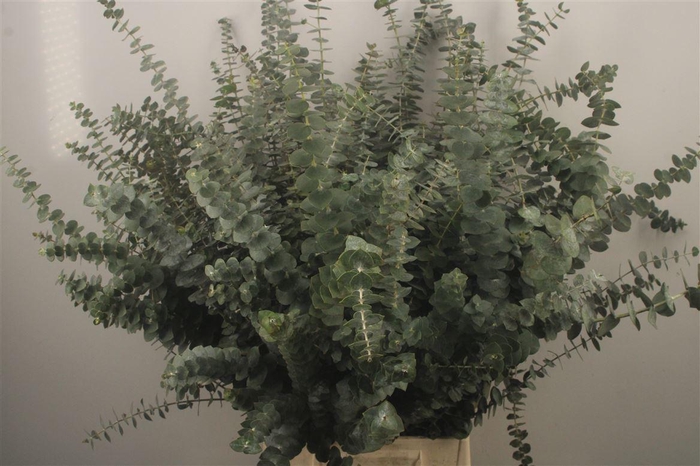 <h4>Euc Baby Blue Per Bunch Za 200 Gram</h4>