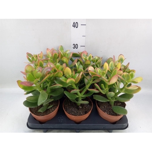Crassula ovata 'Sunset'