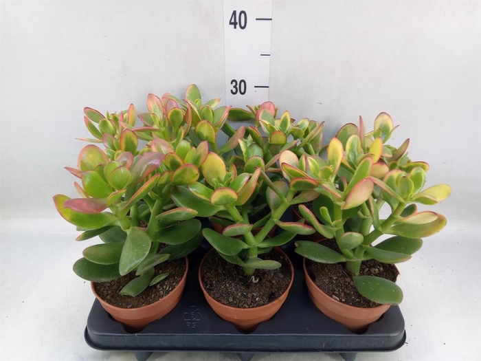 <h4>Crassula ovata 'Sunset'</h4>