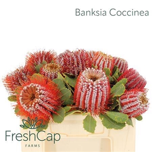 Banksia Coccinea