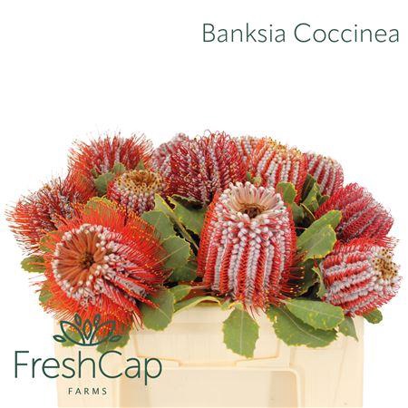 <h4>Banksia Coccinea</h4>
