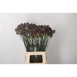 Allium Sphaerocephal