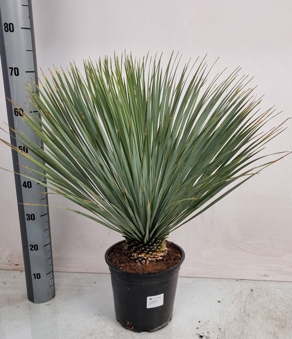 <h4>YUC ROSTRATA</h4>