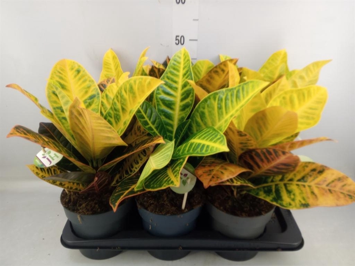 <h4>Codiaeum var. GR 'Petra'</h4>