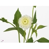 Dahl White Aster