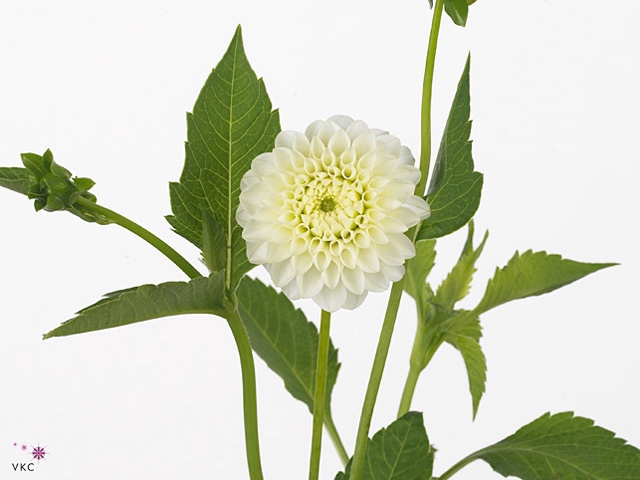 Dahl White Aster
