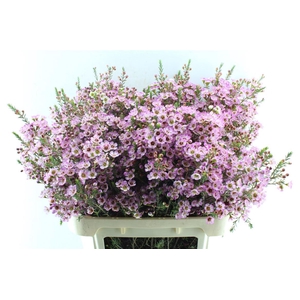 Chamelaucium Adi Pink