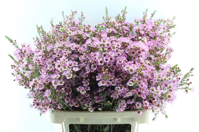 <h4>Chamelaucium Adi Pink</h4>