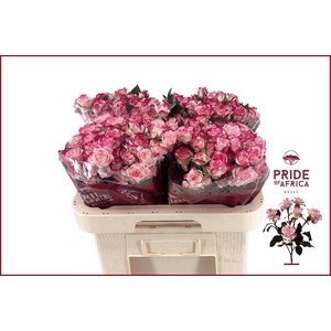 Rosa spray reflex