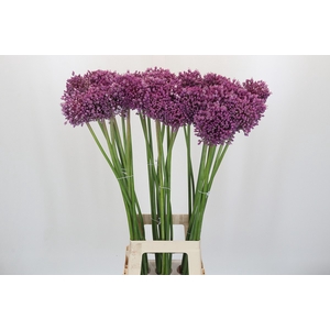 Allium Pink Jewel
