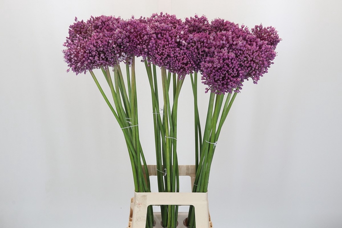 Allium Pink Jewel