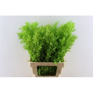 Pres Ruscus Lightgreen P Stem