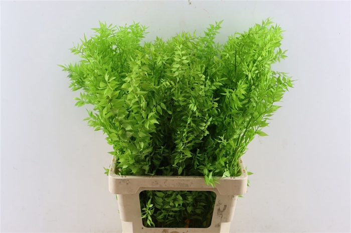 Pres Ruscus Lightgreen P Stem