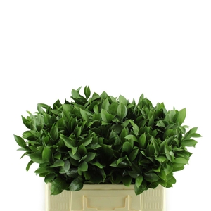 Ruscus Hypophyllum