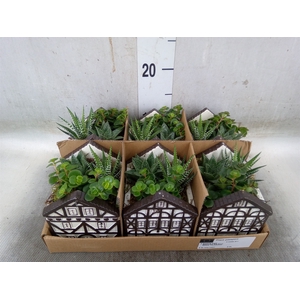Arr.   Kamerplant Groen L%