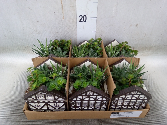 <h4>Arr.   Kamerplant Groen L%</h4>