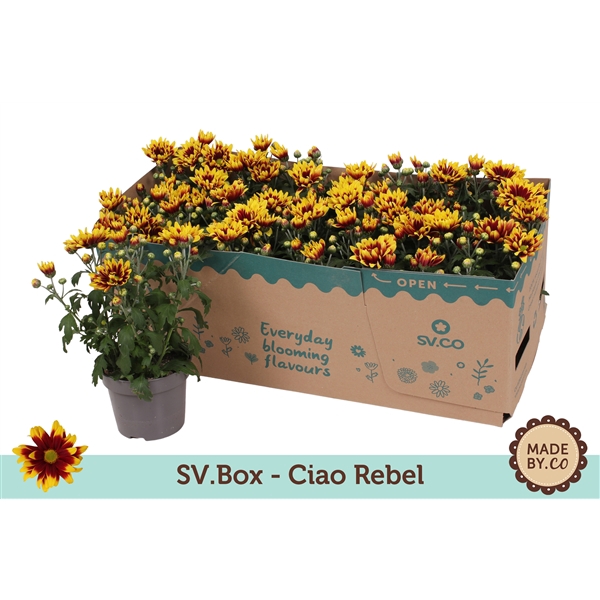 <h4>Chrysant Special Ciao Rebel in SV.Box</h4>