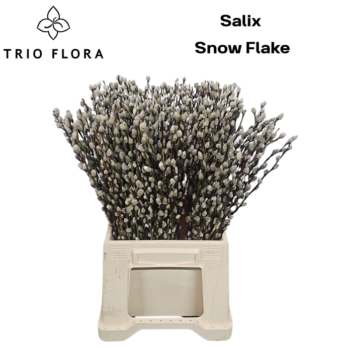 <h4>SALIX CA SNOW FLAKE</h4>