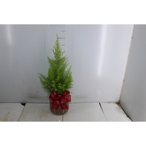 COQ. PLANTAS ORN. T4