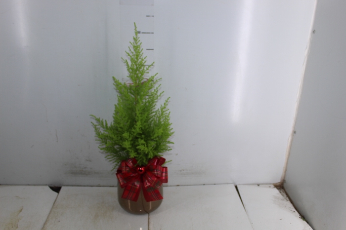 COQ. PLANTAS ORN. T4