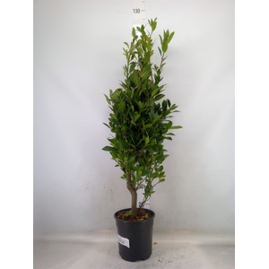 Laurus nobilis
