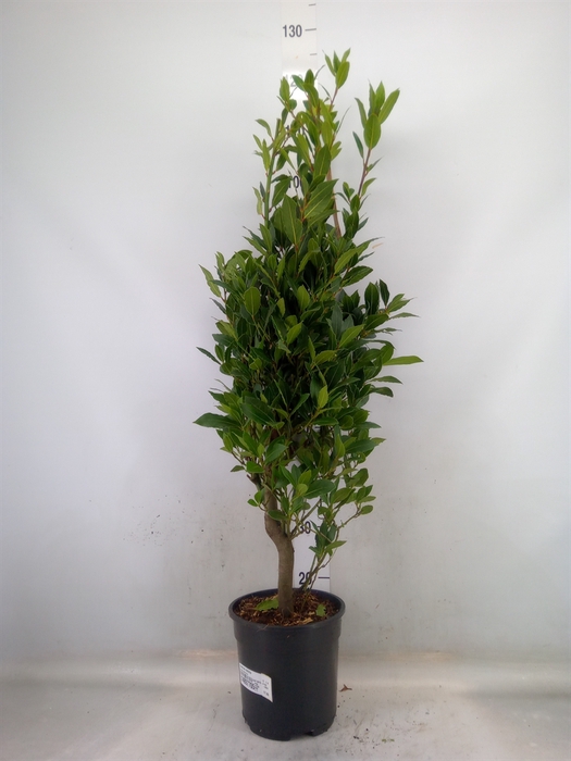 <h4>Laurus nobilis</h4>