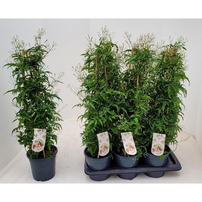 <h4>JASM POLYANTHUM WIT</h4>