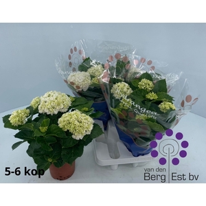 HYDR M CRYSTAL PALAC