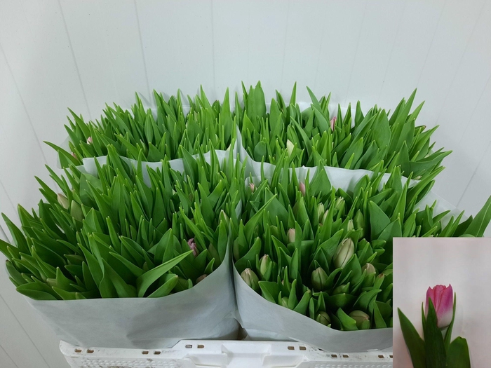 <h4>TU EN FIRST CLASS</h4>