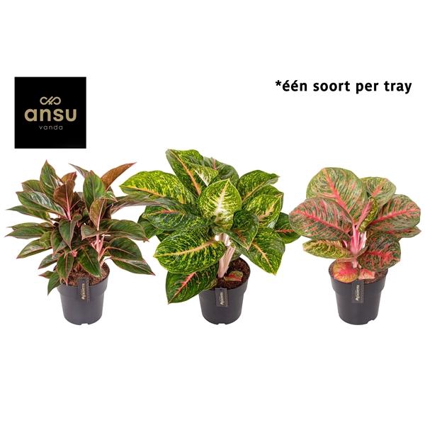 <h4>Aglaonema Red Surprise Tray</h4>