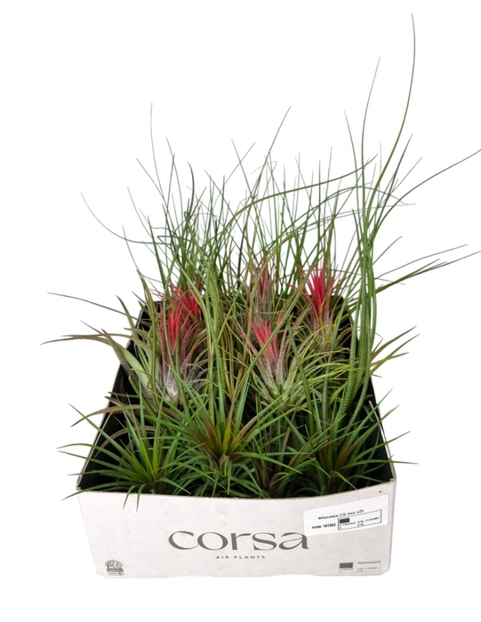<h4>Tillandsia Ionantha Gemengd CS</h4>