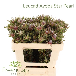 LEUCAD AYOBA ST PEAR